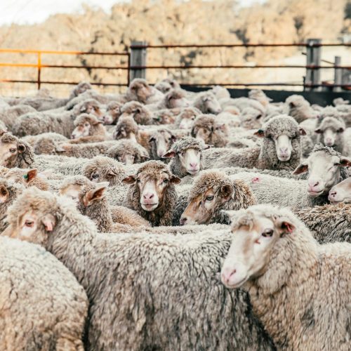 pexels-rachel-claire-5490712