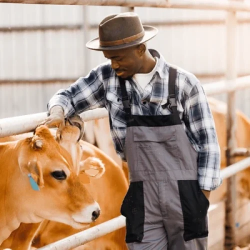 worker-livestock-industry-sunlight-smile-600nw-2577886339